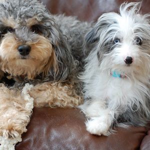 Meet your Posher, Cheri